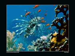 Juvenile common lionfish (evolving) with antheias and fir... by Sean Cooper 